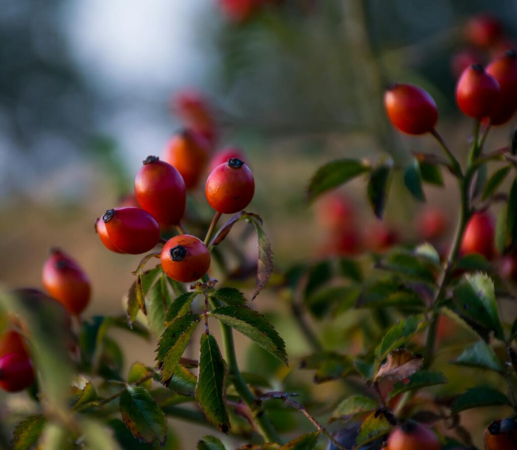 Close-up of vibrant rose hips on a bush, highlighting their natural beauty.